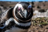 pinguinera-camarones-7260